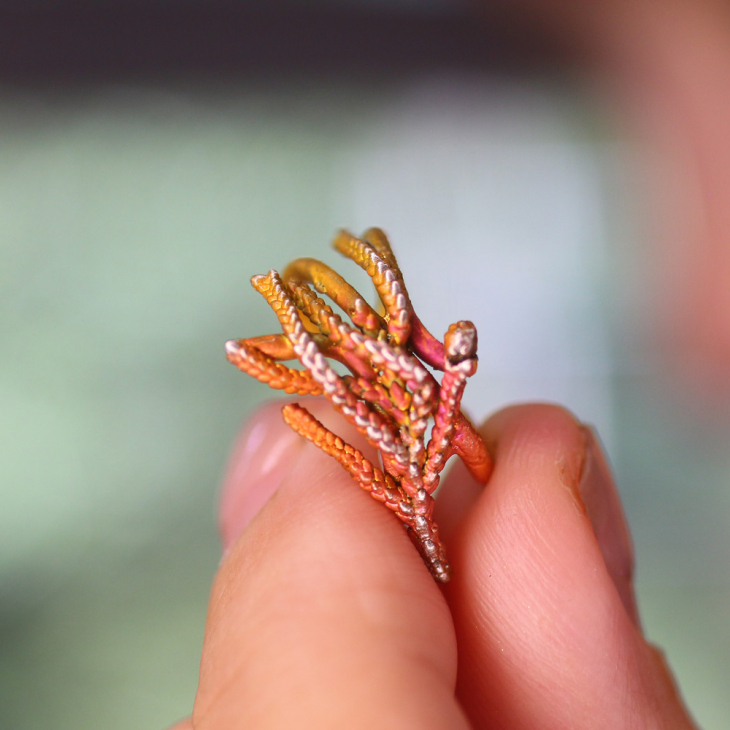 Кафф в серебре, Туя, фото 2